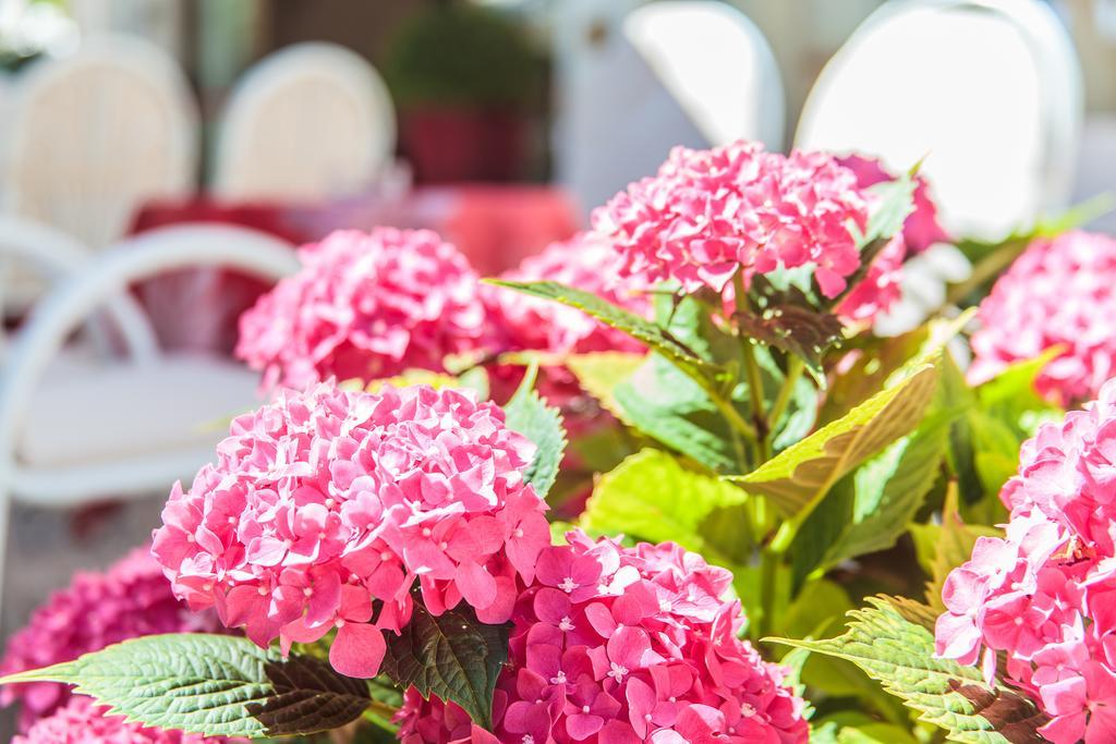 Hotel Garden Bellaria-Igea Marina Dış mekan fotoğraf
